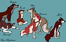 The Faces of Balto's Pups
