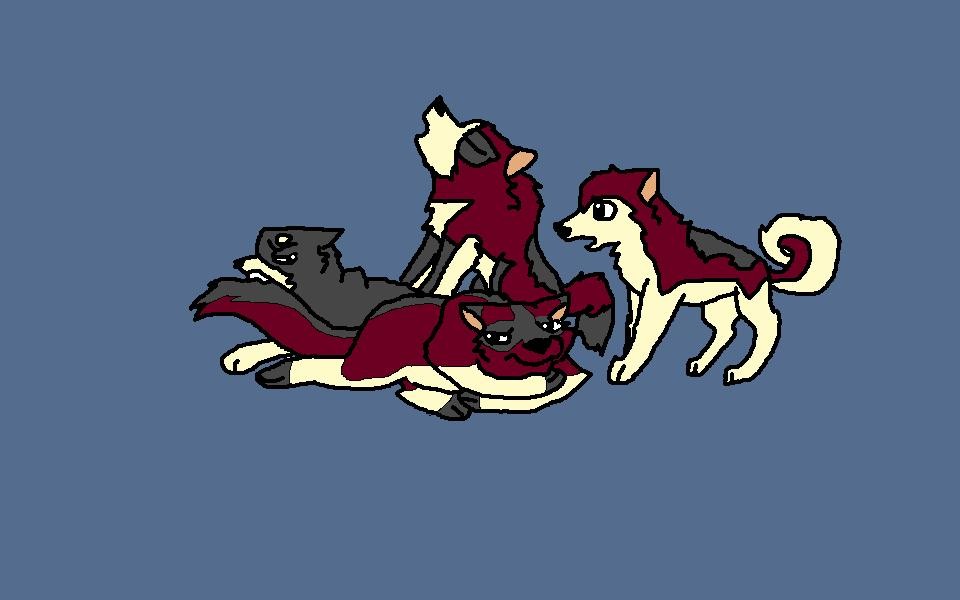 Sox and Jingo's pups