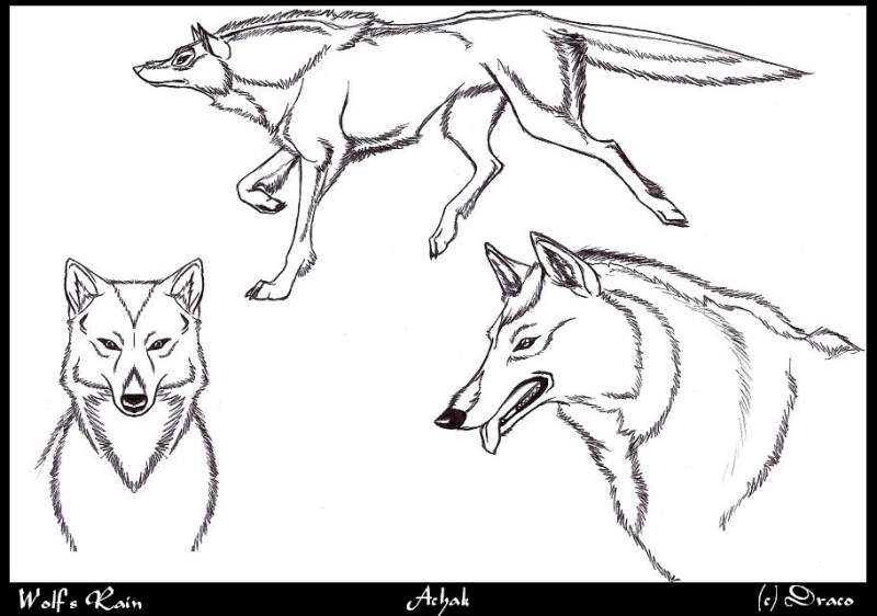 Achak - Wolf's Rain Style