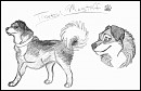 Challenge: Tibetan Mastiff