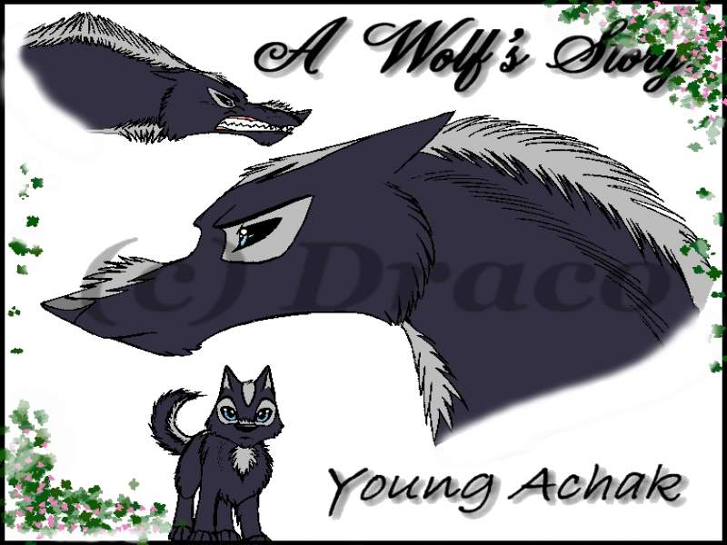 A Wolf's Story *colored*