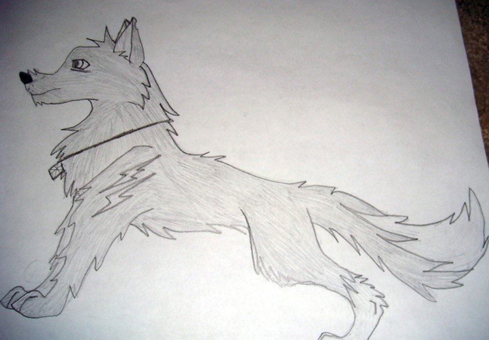 Wolf