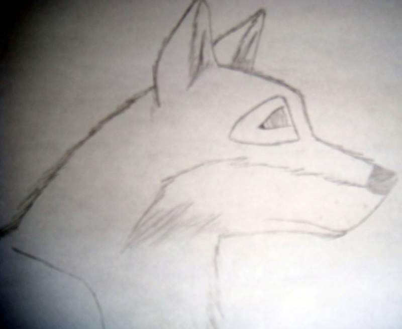 My first attempt at a real wolf