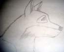 My first attempt at a real wolf