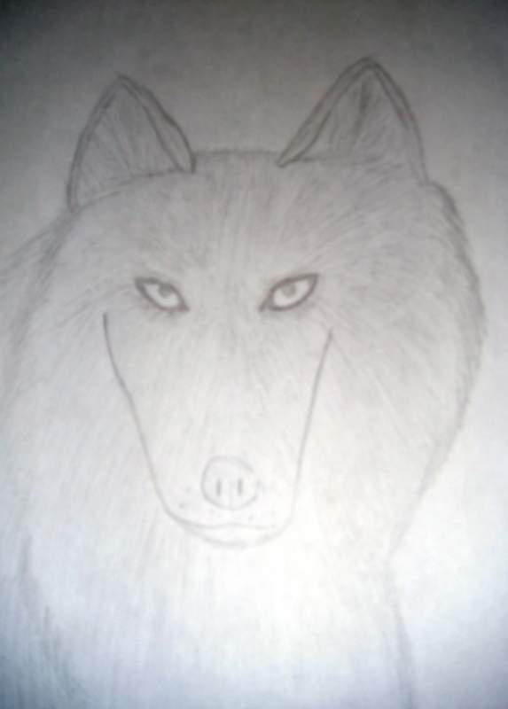 Realistic wolf 
