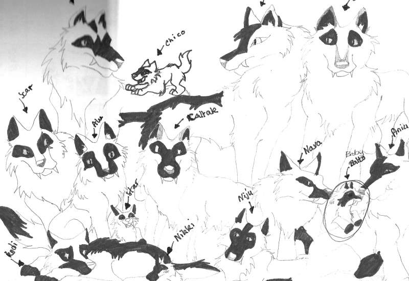 Baby Balto and Pack