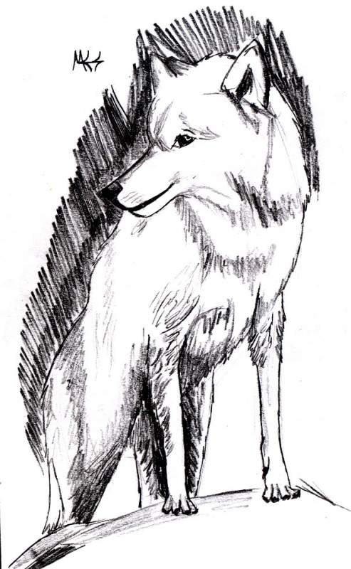 White Wolf