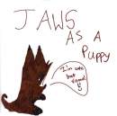 Jaws as a puppy