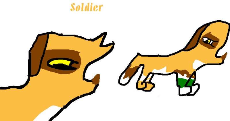 Soldier New dog