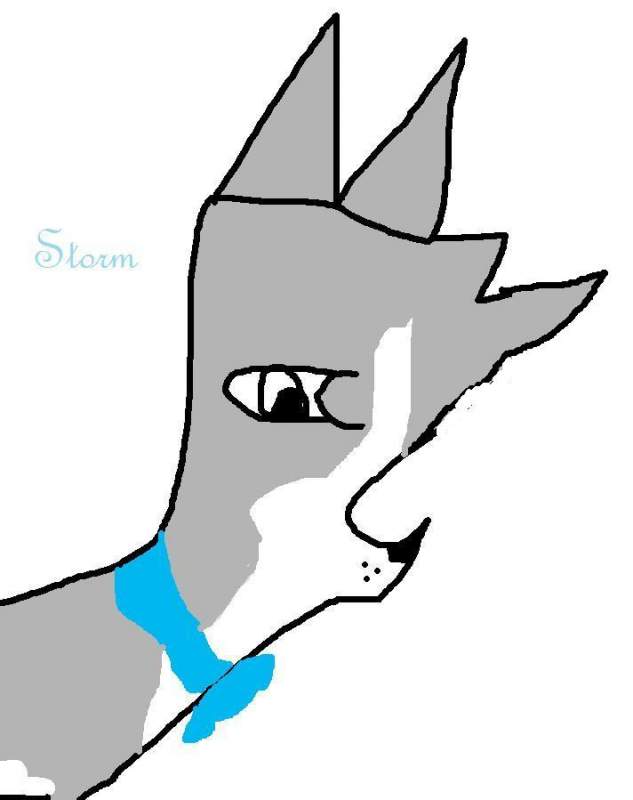 Storm a dog trying to adopt