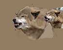 Digital Painting Wolf WIP