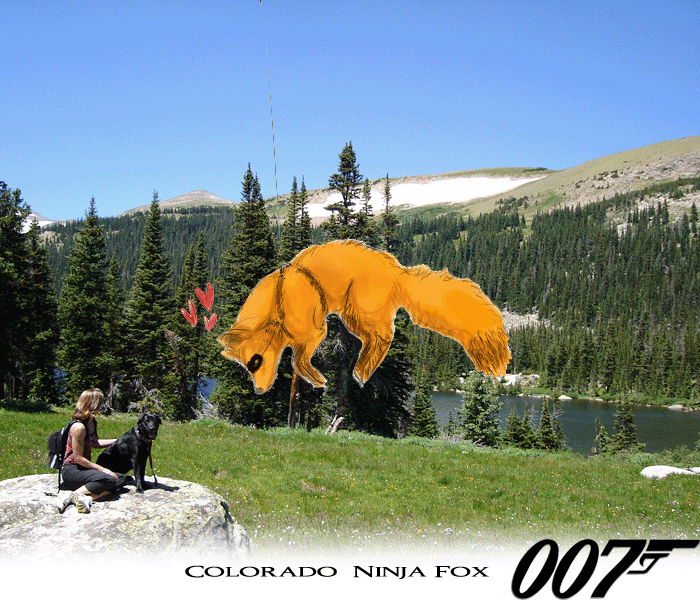 Colorado Ninja Fox
