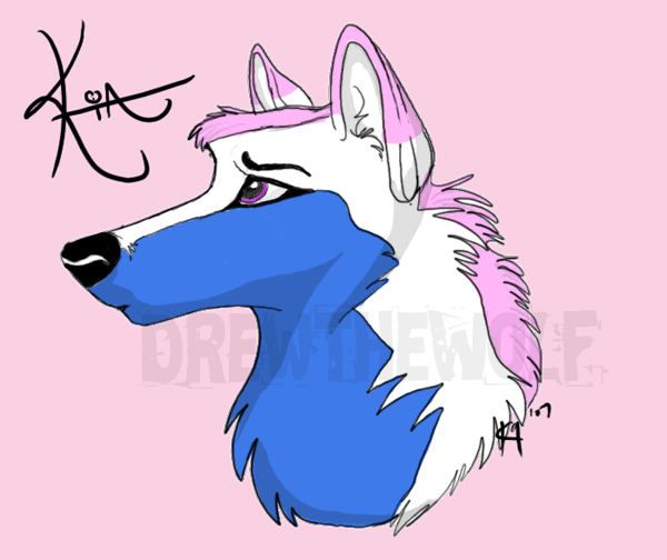 Kia For Sbcbordercollie01