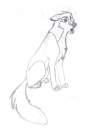 Random dog