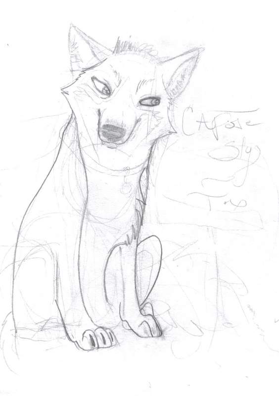 Capote Sly Fox