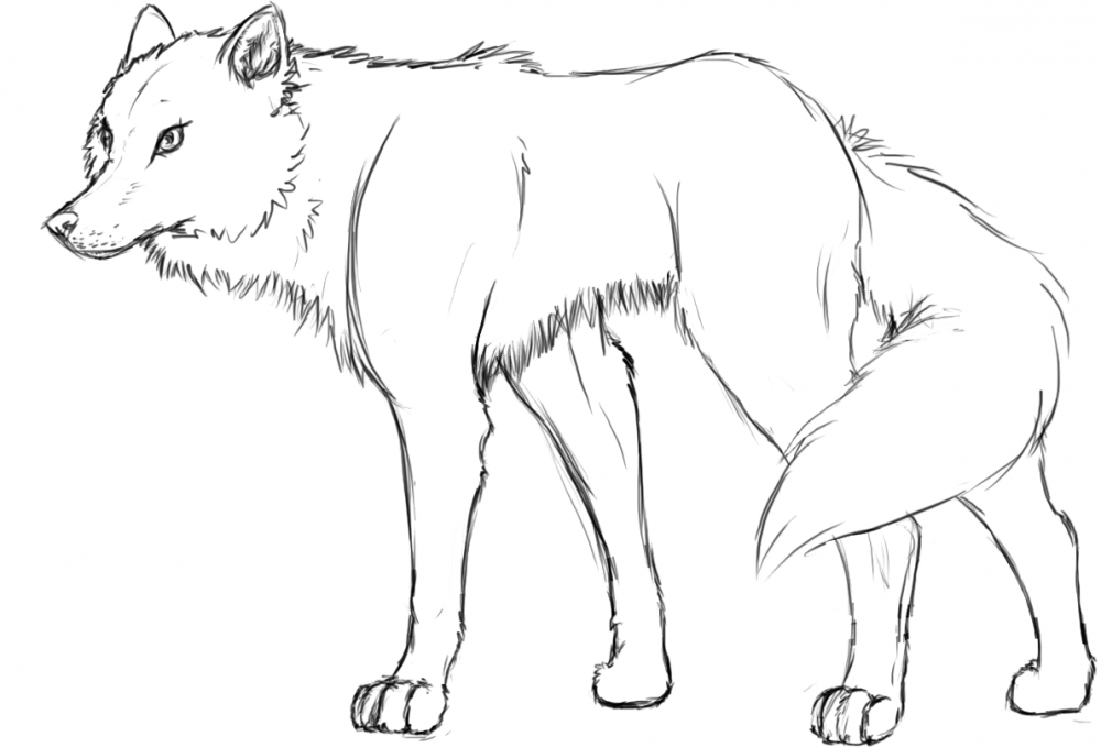 Wolf lineart