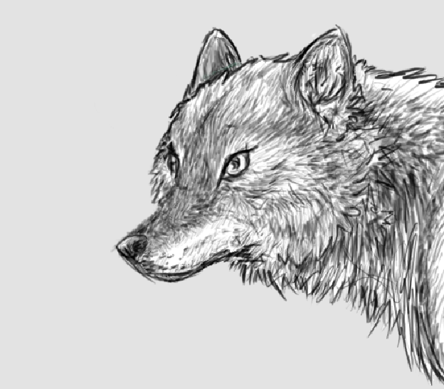 Gray wolf