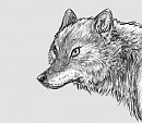 Gray wolf