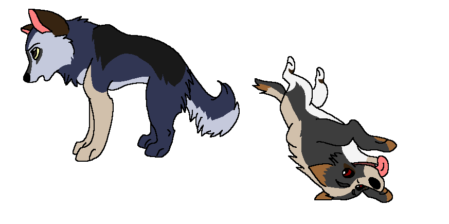 Garret and Sumbawa's Fan Pups