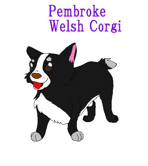 Corgi!!!!