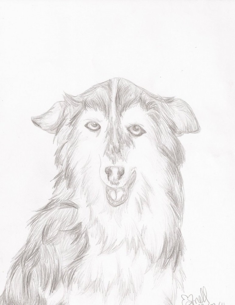 Dog Gift