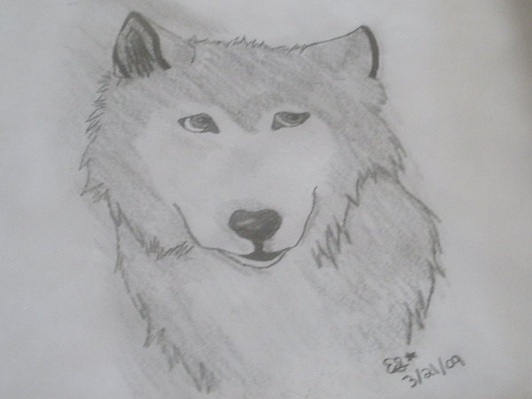 Wolf Portrait