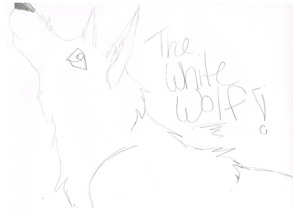 White Wolf Sketch