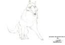 Ceaser The White Wolf