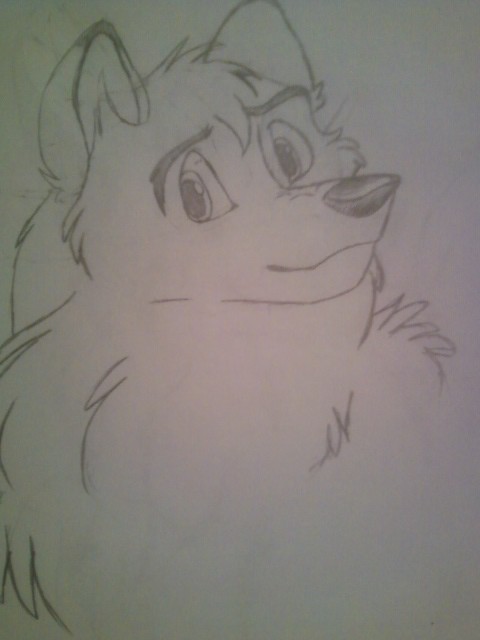 random husky sketch