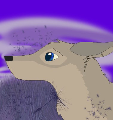 Aleu and the dandelion fields