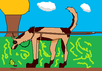 Keynine Looks Pretty good as a sled dog 