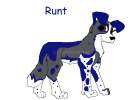 runt *newdesign*