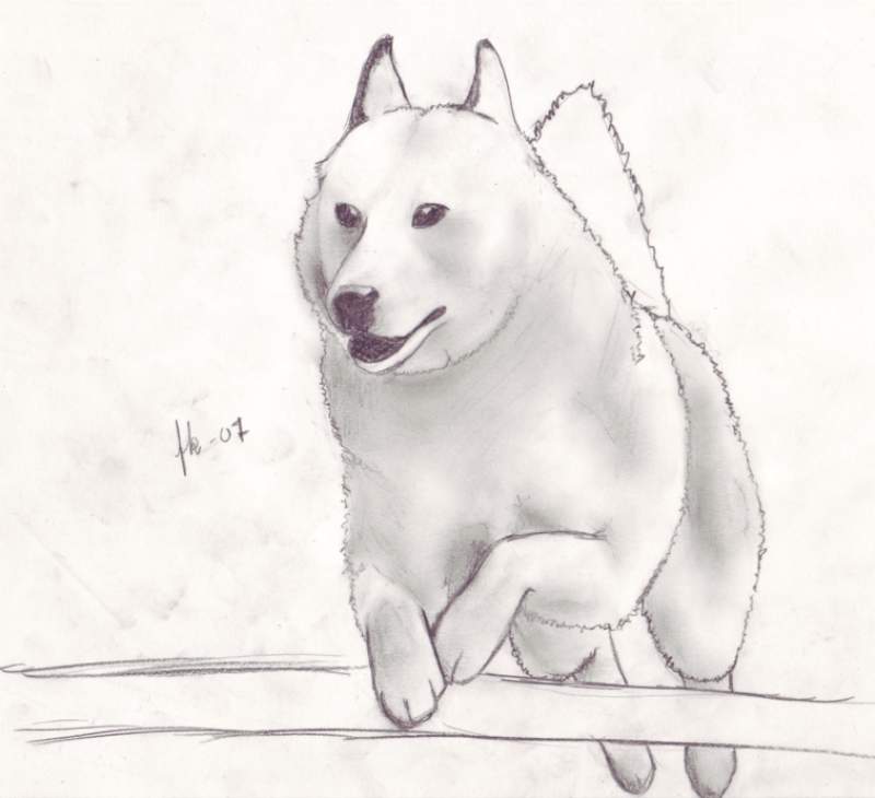 Jumping Husky