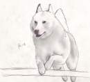 Jumping Husky