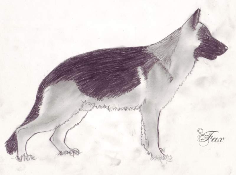 German Shepherd