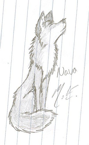 nava