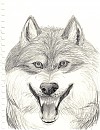 Balto/wolf anger