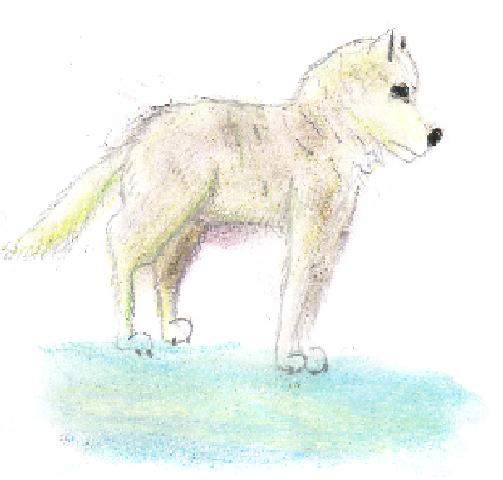 My Arctic Fox