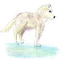 My Arctic Fox