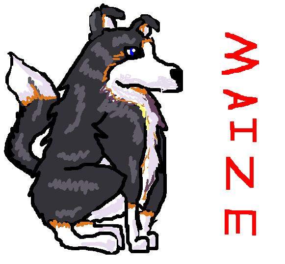 Maize