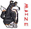 Maize