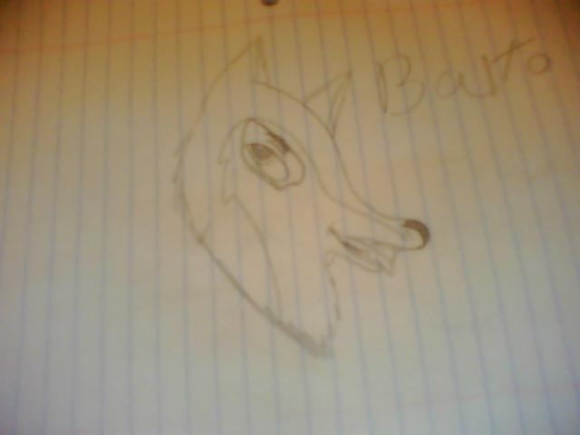 A free hand drawing of Balto.