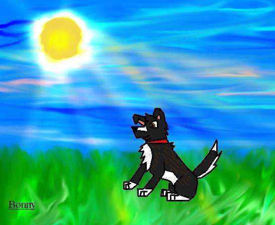 My dog Bonny