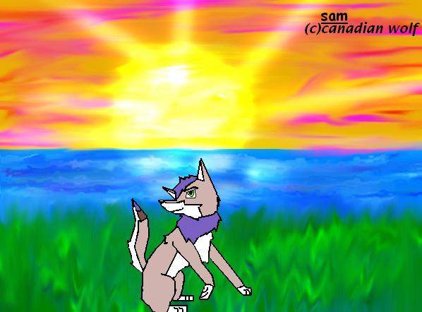 sam for canadian wolf!