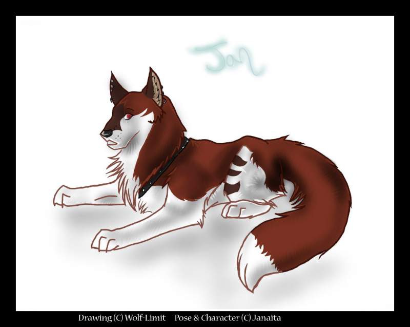 Wolf