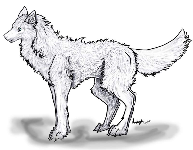 Practice Wolf
