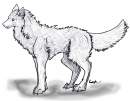 Practice Wolf