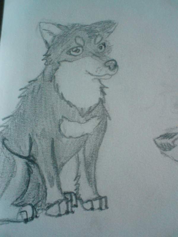 Serbian Husky<3