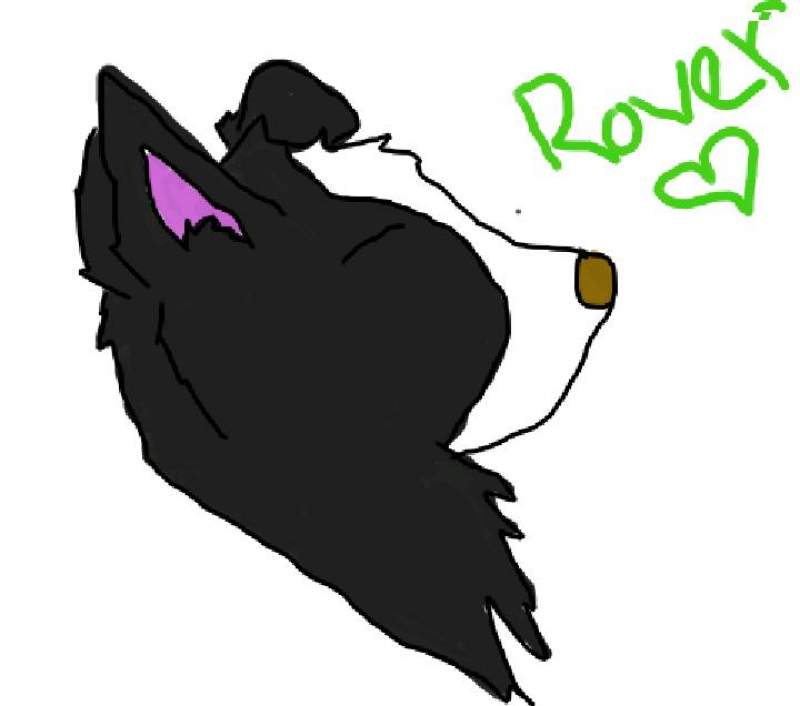 Rover