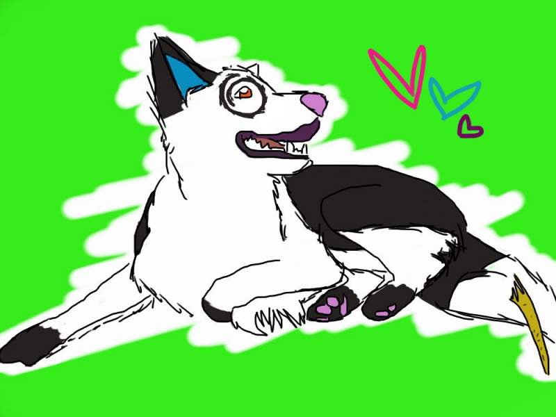 Border Collie